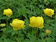 68 Trollius europaeus (Botton d'oro)